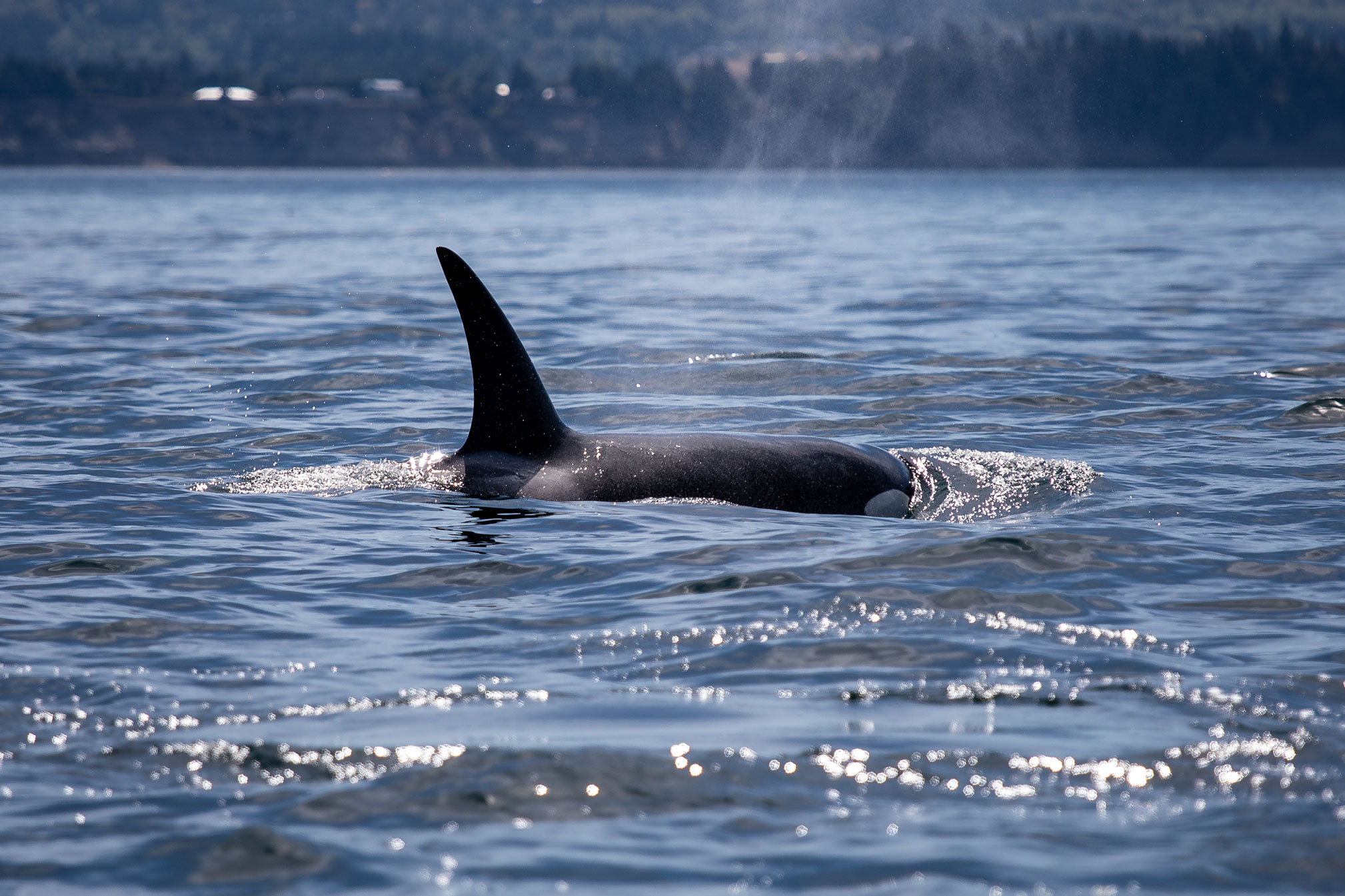 Orca vor Vancouver Island (Foto: Andreas Ochsenkühn)