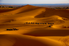 Kamele in der Wüste (Foto: Gisela Moutschka)