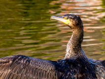 Kormoran (Foto: Gisela Moutschka)