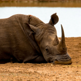Nashorn (Foto: Gisela Moutschka)