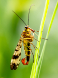 Skorpionsfliege (Foto: Gisela Moutschka)