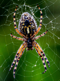 Spinne (Foto: Gisela Moutschka)