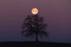 Vollmond am Münsinger Baum (Foto: Katja Pohl)