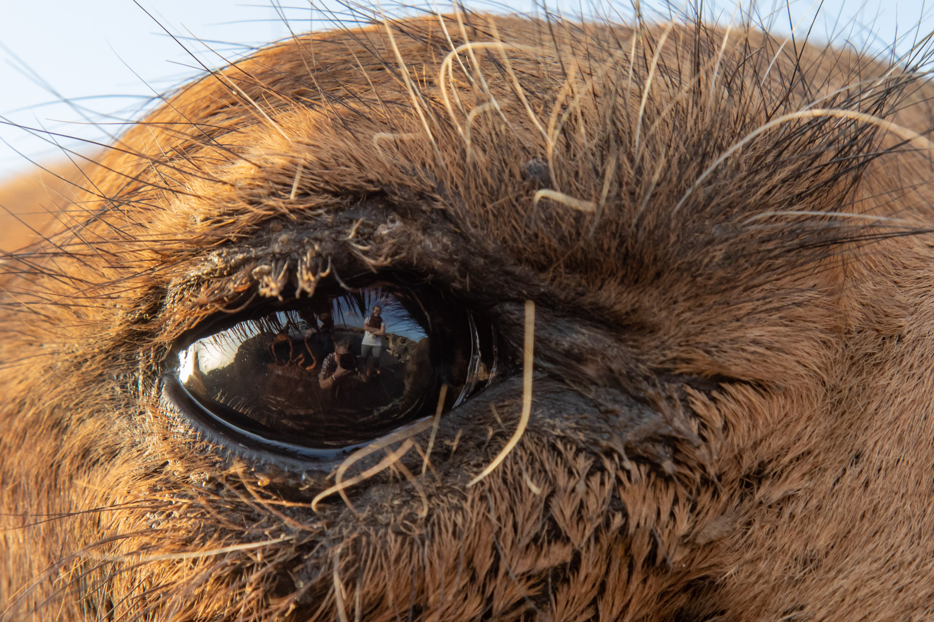 Auge um Auge mit einem Kamel (Foto: Peter Schreyer)