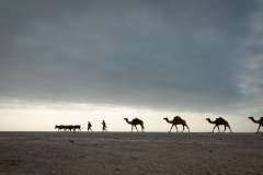 Salz-Karavane in der Danakil-Wüste (Foto: Peter Schreyer)