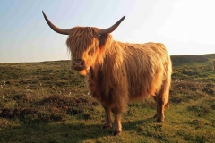 Schottland-1_web