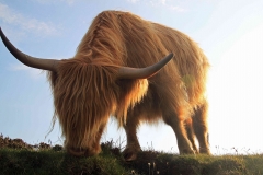 Schottland-2_web