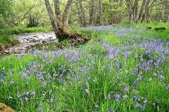 Scotland1_web