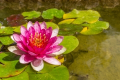 Farbwelten: Pink (Foto: Sandra Ilmberger)