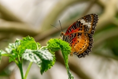 Farbwelten: Orange (Foto: Sandra Ilmberger)