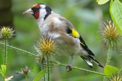 Foto: Hans Werner