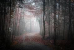 Wald01 (c)Pia Mihailowitsch