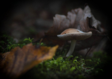 Wald03 (c)Pia Mihailowitsch