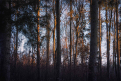 Wald04 (c)Pia Mihailowitsch