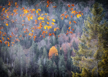 Wald05 (c)Pia Mihailowitsch