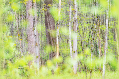 Wald06 (c)Pia Mihailowitsch