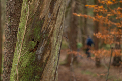 Wald10 (c)Pia Mihailowitsch