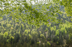 Wald11 (c)Pia Mihailowitsch