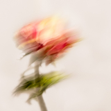 Experimentelle Fotografie Platz 2: Helga Orterer