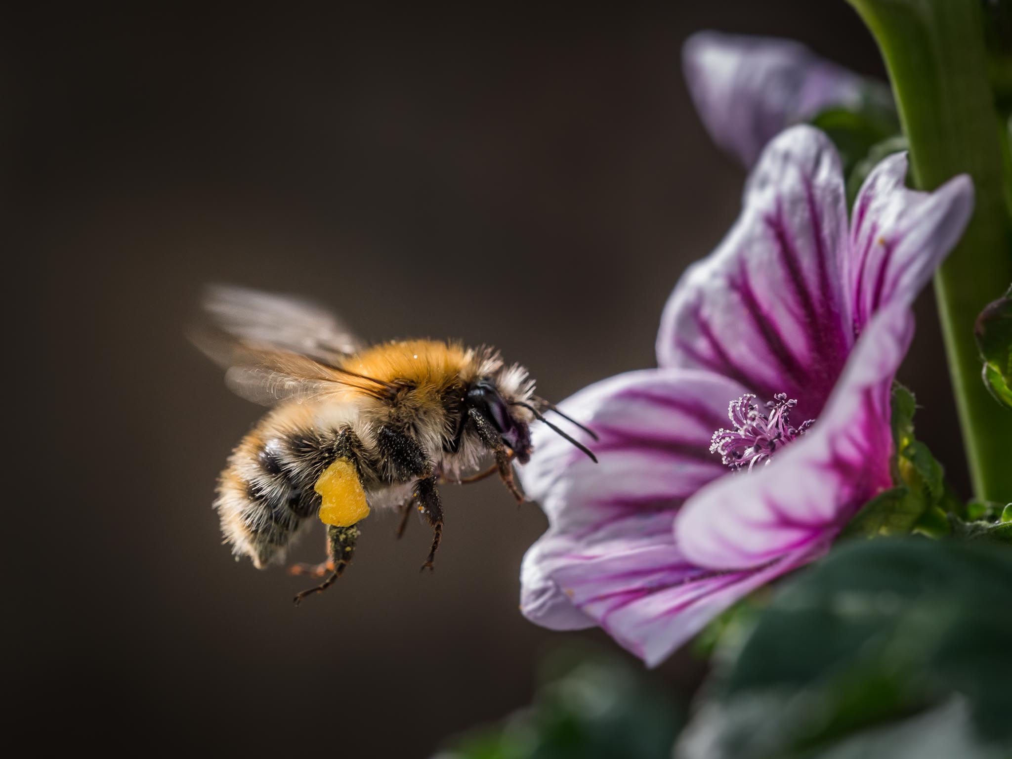 Eine flotte Biene von Thomas Hirschmann