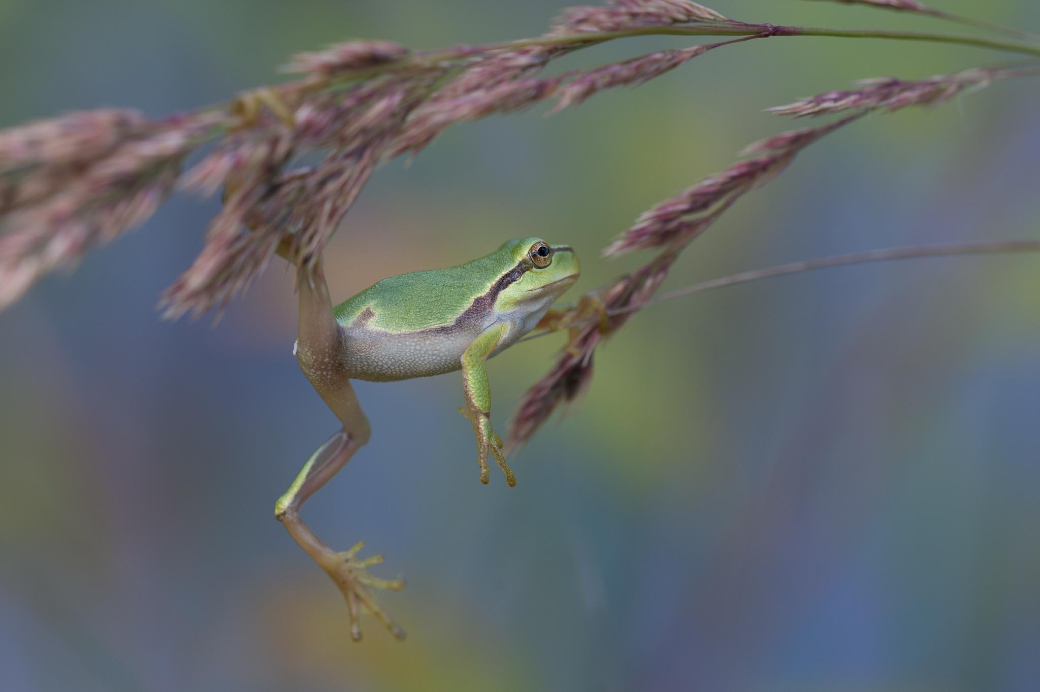 Ein akrobatischer Frosch von Thomas Hirschmann