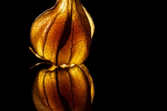Eine erleuchtete Physalis von Sandra Ilmberger