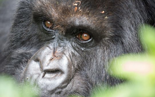 Ganz schön affig - Unter Schimpansen und Gorillas