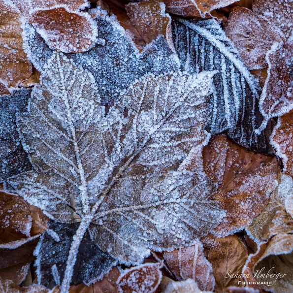Eiskristalle an Blättern, Sandra Ilmberger