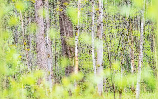Wald-Fotografie - Ein Vortrag von Pia Mihailowitsch