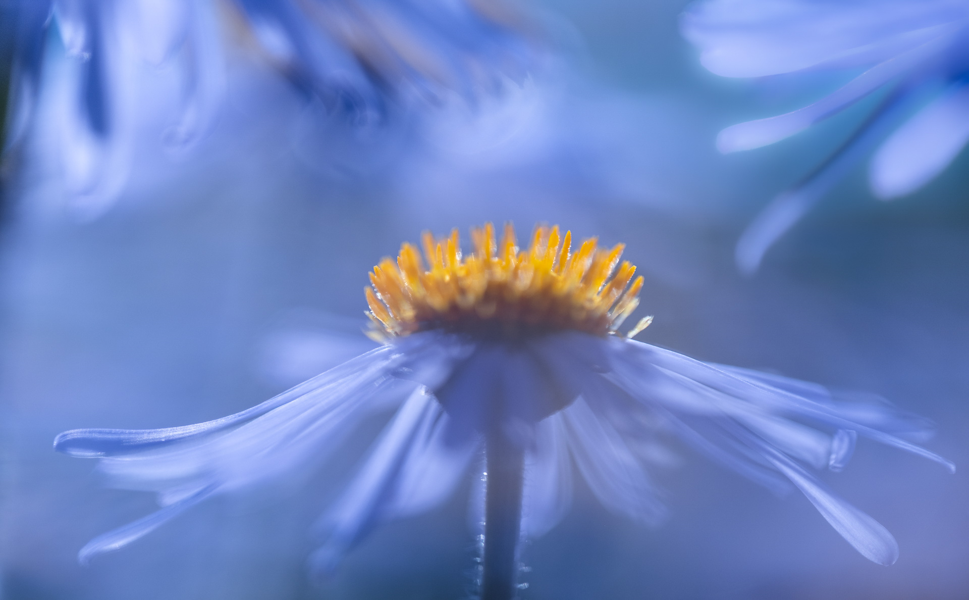 Wettbewerbsbild "Die Farbe Blau" von Helga Orterer